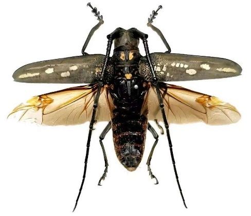 天牛（图片来源：上海动物园）