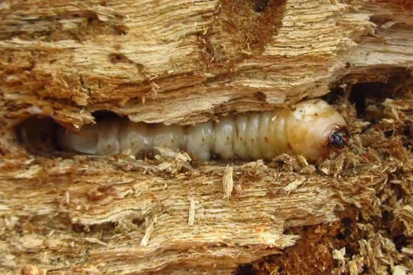 天牛幼虫蛀食朽木（图片来源：上海动物园）