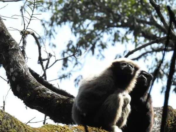 天行长臂猿。“云山保护”供图
