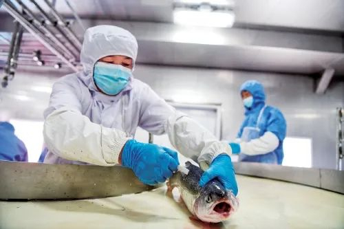 加工工人处理三文鱼内脏、进行去除杂质等操作