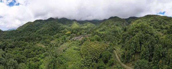 云雾中的山林是长臂猿的栖息地。“云山保护”供图