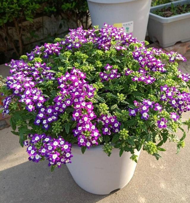 樱",只要勤浇水勤修剪,不是在爆花就是在爆花的路上|美女|盆栽|枝条