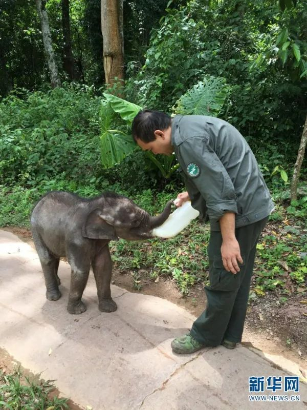 “象爸爸”陈继铭给“羊妞”喂奶。新华网发（亚洲象种源繁育及救助中心供图）