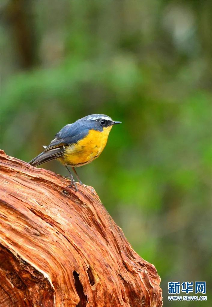 白眉林鸲（7月21日摄）