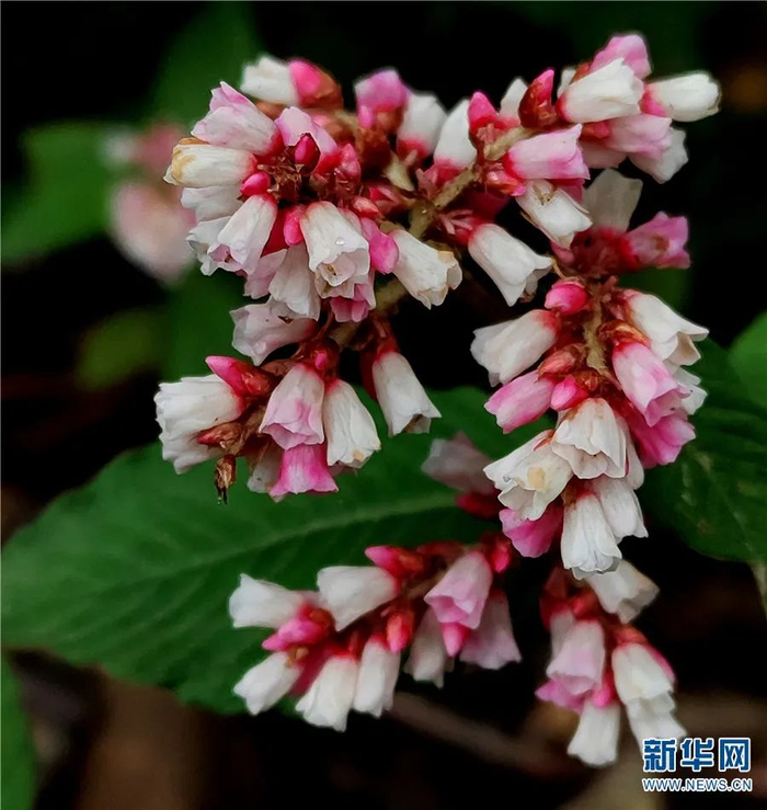 蓼（7月25日摄）