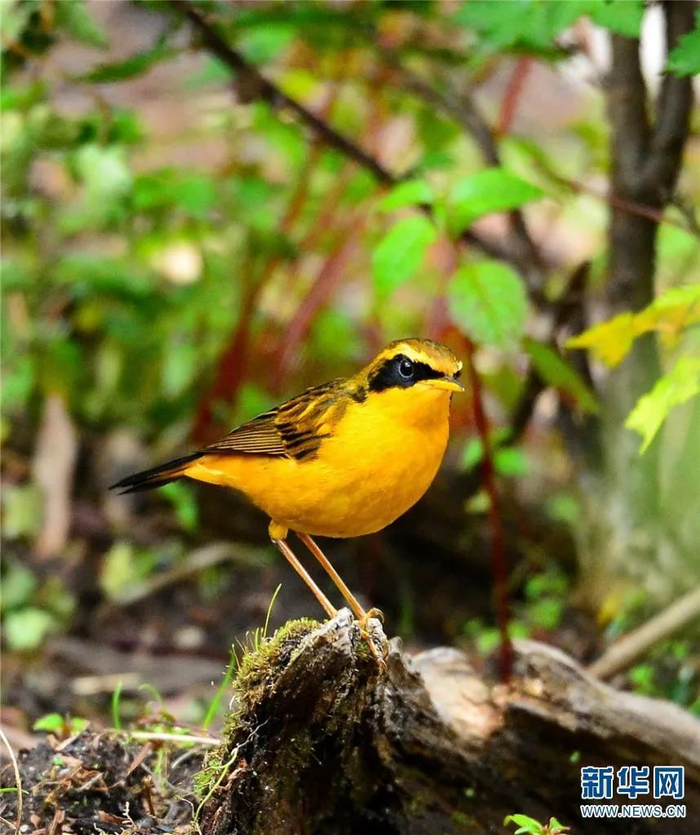 金色林鸲（7月20日摄）