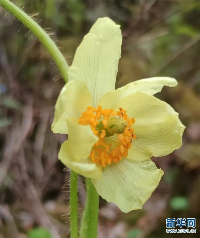 绿绒蒿（8月12日摄）