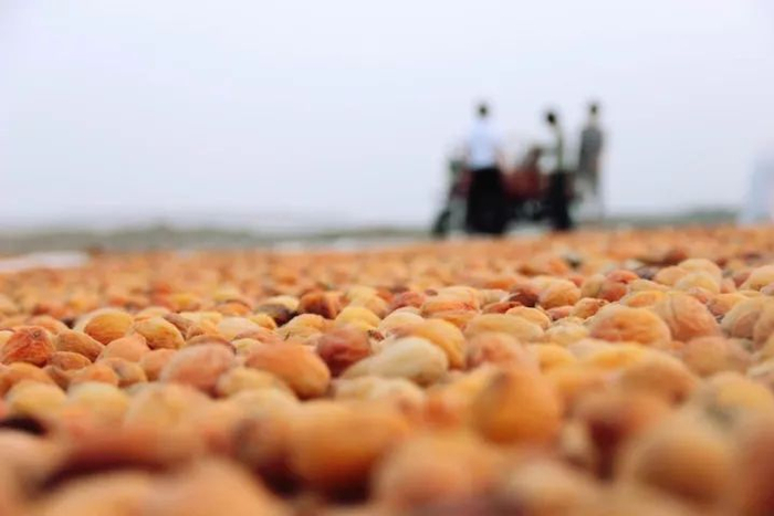 图为杏干晾晒场