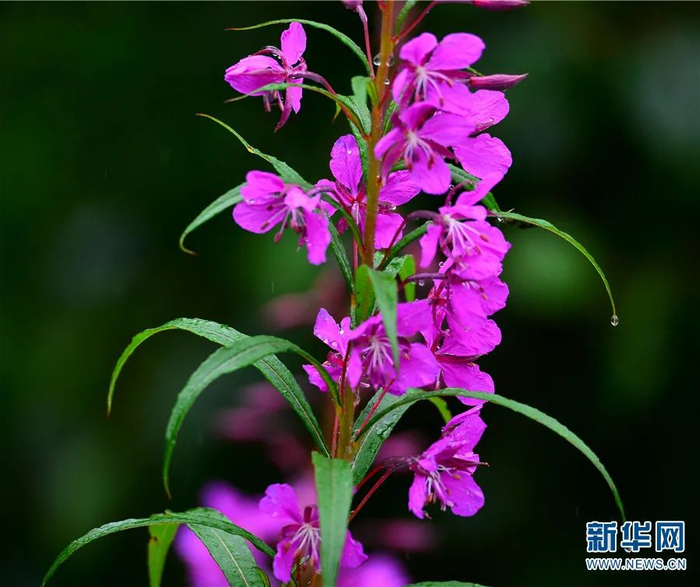 柳兰（7月27日摄）