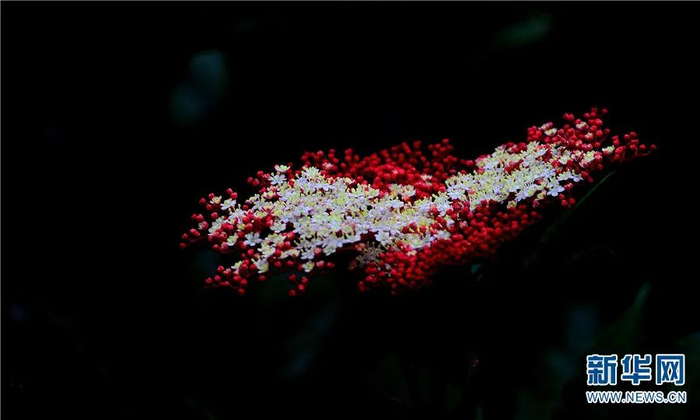 独活（7月28日摄）