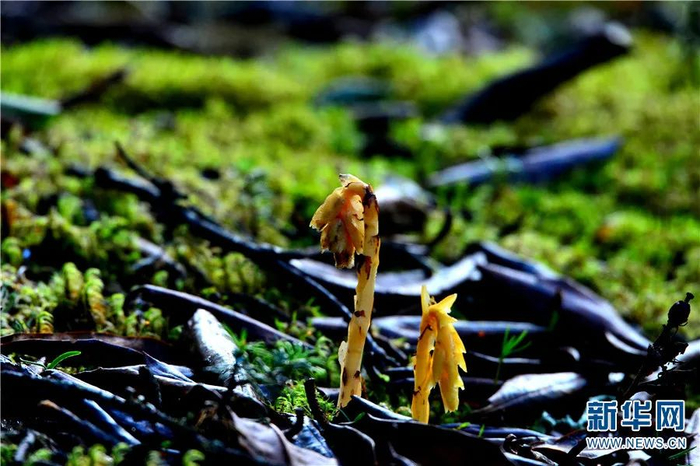 松下兰（8月12日摄）