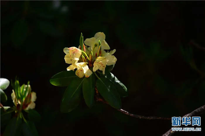 黄杜鹃（5月23日摄）