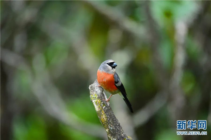 灰头灰雀（7月18日摄）