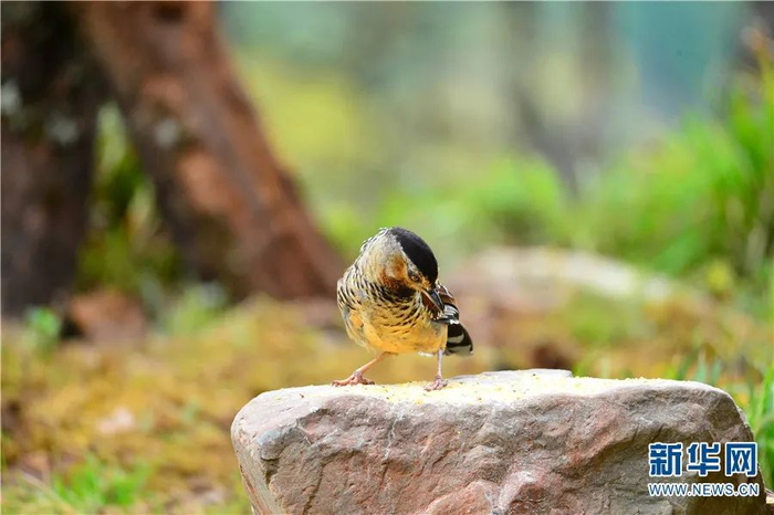 眼纹噪鹛（7月14日摄）