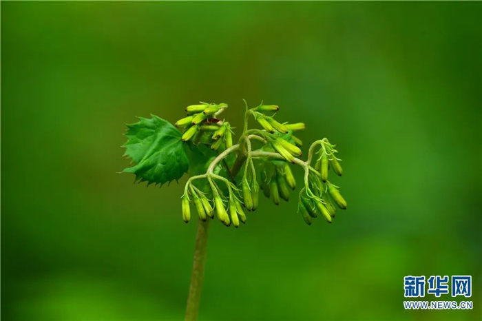 橐吾（7月26日摄）