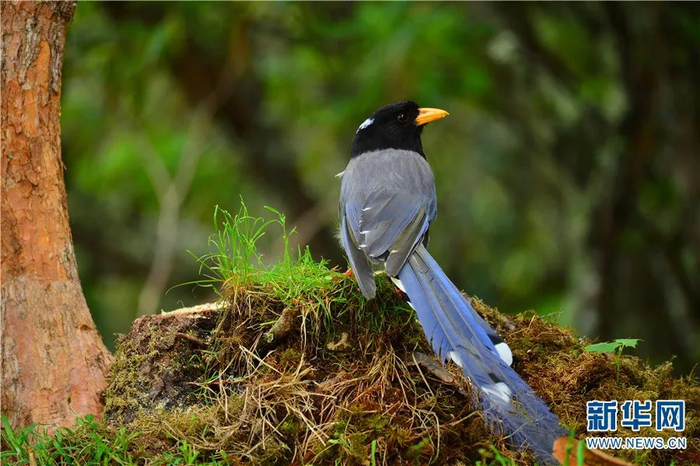 黄嘴蓝雀（7月2日摄）