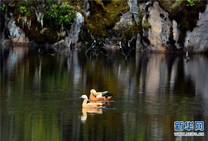赤麻鸭（7月29日摄）