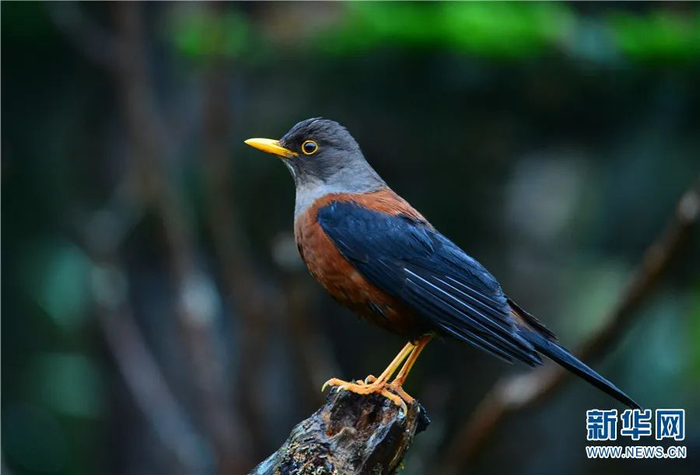 灰头鸫（7月9日摄）