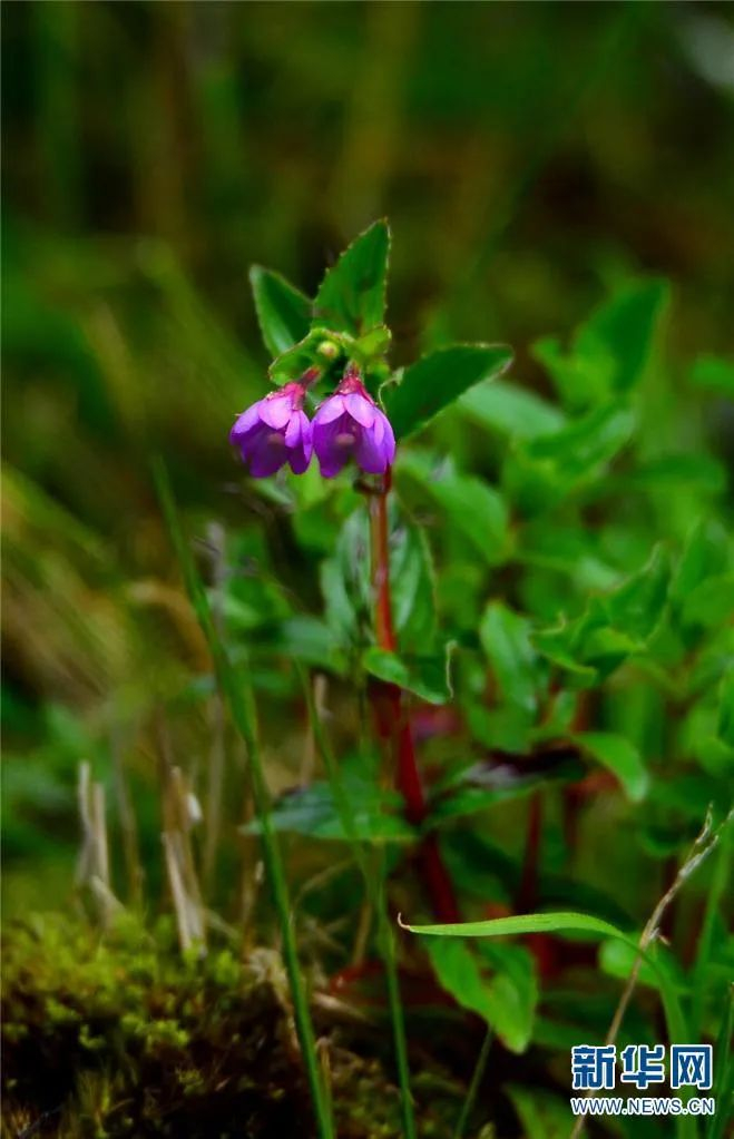 柳叶菜（7月26日摄）