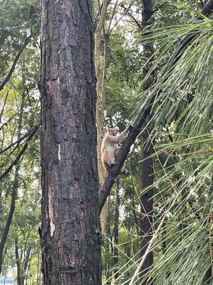 在金山颜圩村拍到的猴子。村民 摄