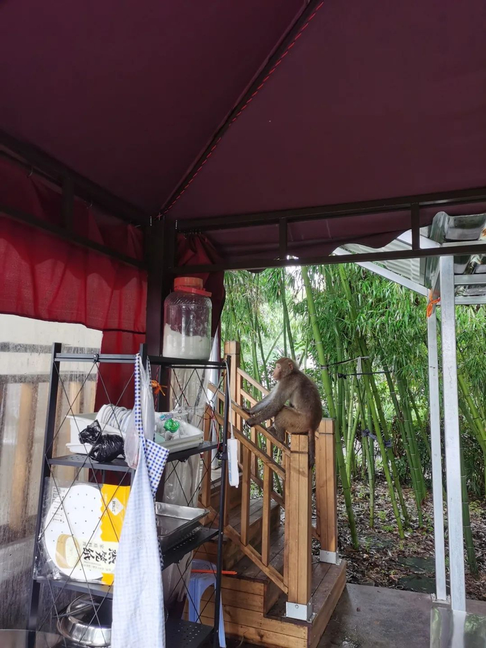 在金山巷约民宿拍到的猴子。张叶 摄