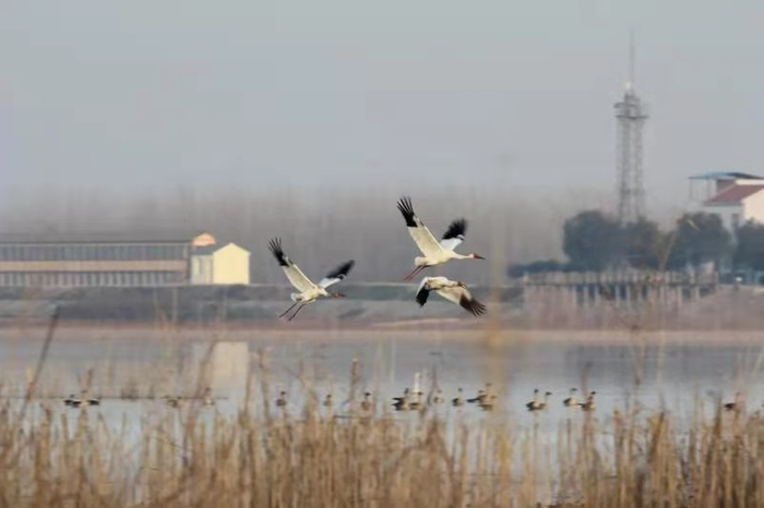 图为：野生鸟类在沉湖湿地自然保护区翱翔   央广网发 通讯员供图