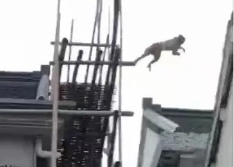 猴子在白漾村屋顶上跳跃（视频截图）。胡先生摄