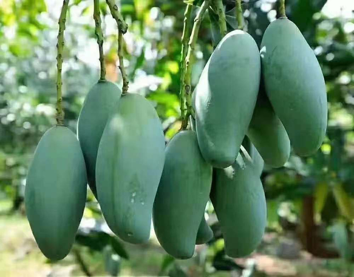 广西百色田东县的桂七品质最佳，号称“芒果之王”，它七月份成熟，故名桂七。资料图