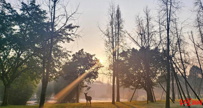 金沙遗址博物馆的小鹿
