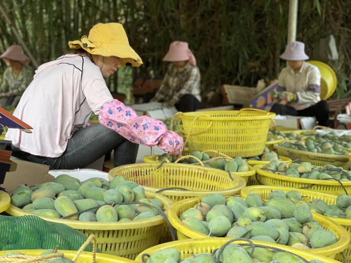 村民将芒果分拣、打包，通过拼多多等电商平台，销往全国。原产起直发，让“桂品”进入全国普通百姓家。 何淞荧 摄