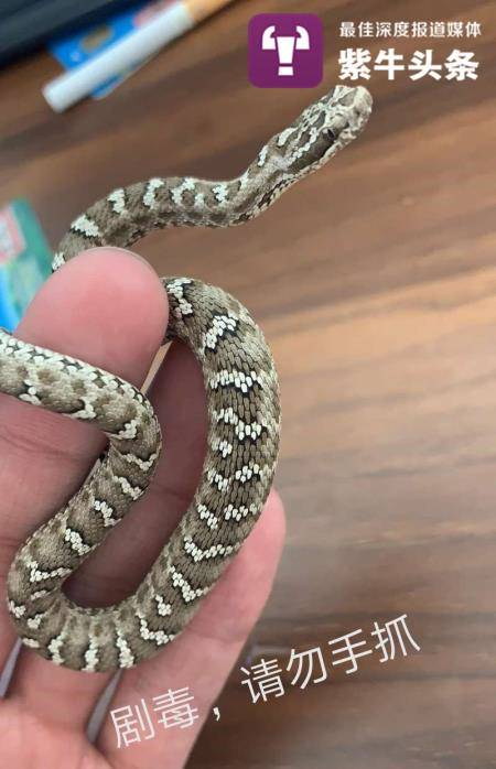 咬人的中介蝮蛇的亲戚