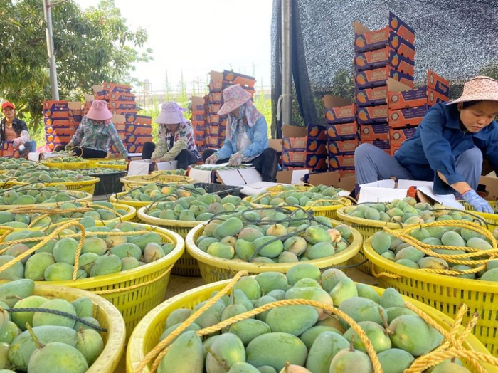 村民在地里完成芒果的采摘和精心挑选后，将果送到郑鹏飞仓库的芒果预处理中心，再经分拣、打包、贴单、装车，以最快的速度送到消费者手中。 何淞荧  摄