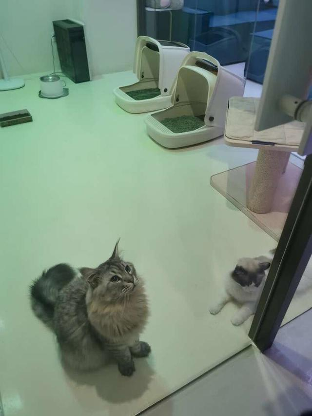 不少点播影院都提供“撸猫”服务，相关执法部门突击检查时，引发猫的好奇围观。 钟菡 摄