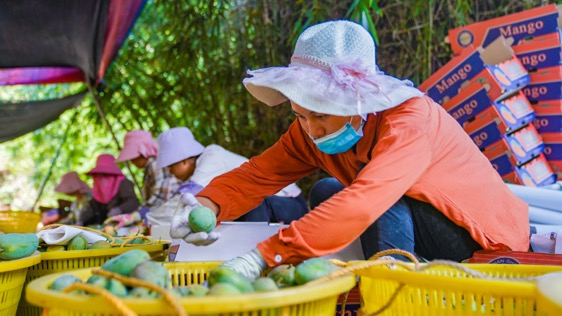 广西百色的村民们正在忙于给刚从树上摘下的七分熟芒果打包，消费者几天后收到时口感最好。何淞荧  摄