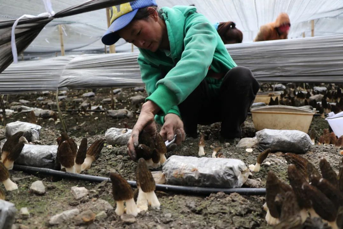 怒江州贡山县捧当乡积娃小组羊肚菌基地贫困户采收羊肚菌 曾微摄