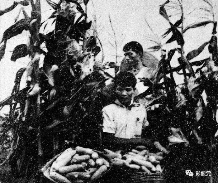        ▲20世纪70年代，大朗松柏朗玉米大丰收 @叶志忠 提供