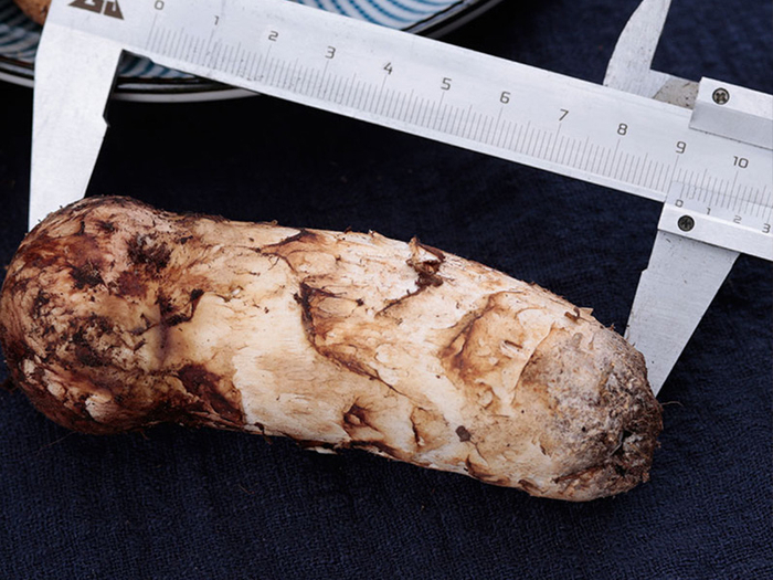 严格控制松茸品质 供图