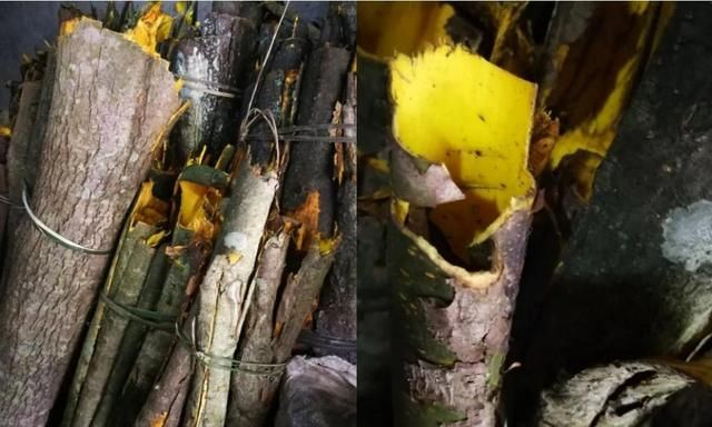黄柏树剥皮会死吗?如何给黄柏树剥皮