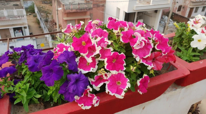 植物花卉盆栽批发市场在哪里啊