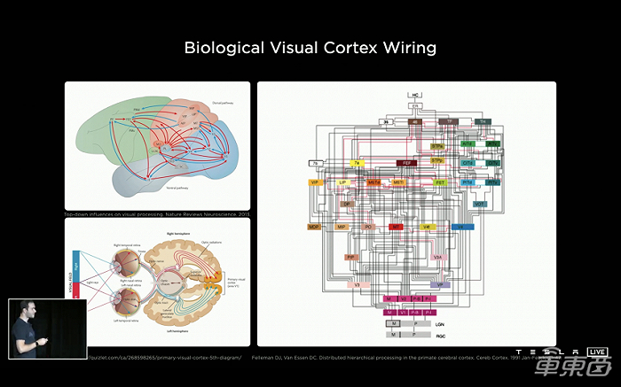 ▲人眼视觉信息传递与特斯拉AI视觉信息传递对比