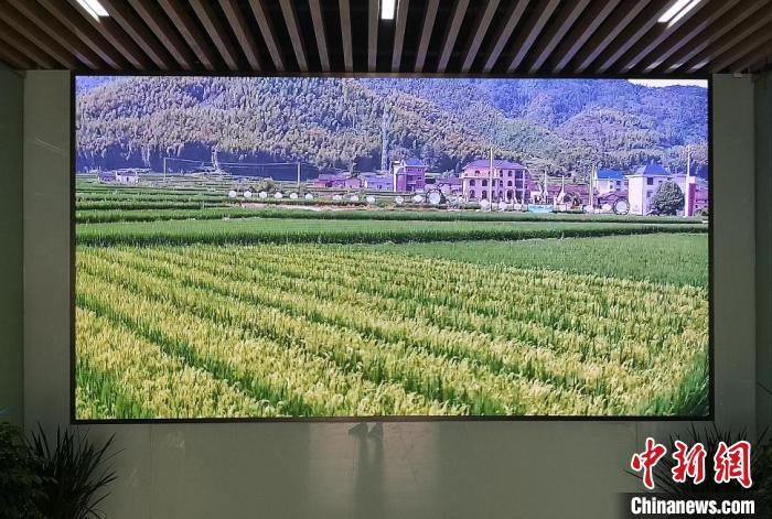 浙江遂昌新路湾镇蕉川村“花园数字乡村”管理驾驶舱展示“一杆农业眼”监测画面 范宇斌 摄