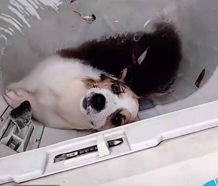 被放进洗衣机的柯基。视频截图