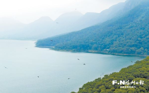 　　东张水库吸引大量候鸟中转栖息。（福清市影像中心供图）