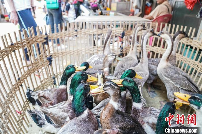图为南宁淡村菜市一活禽批发档口，一群鸭子和鹅等待销售。