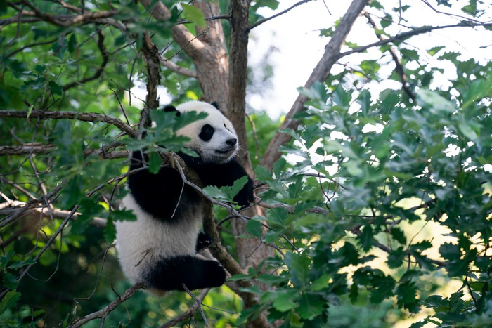 　　这是5月20日在美国华盛顿史密森学会国家动物园拍摄的雄性大熊猫幼崽“小奇迹”。新华社记者 刘杰 摄