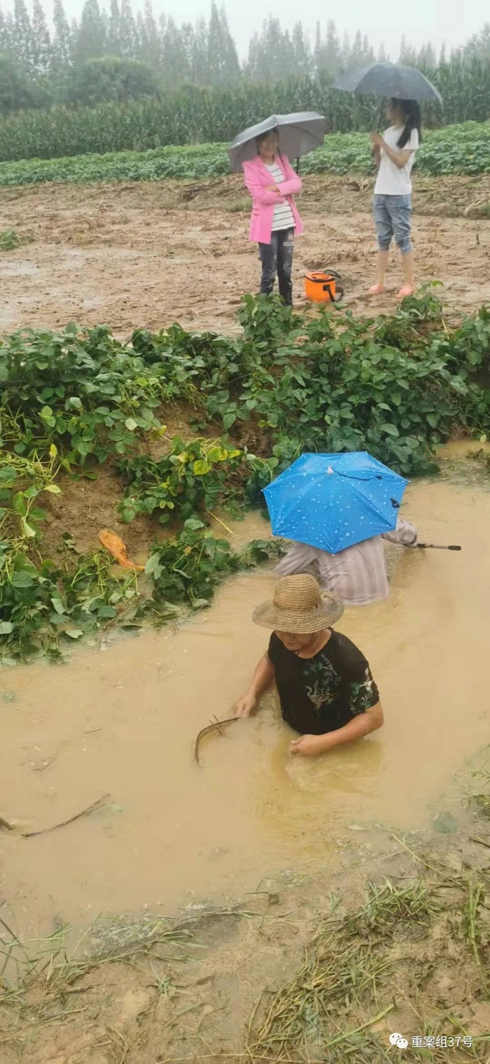 ▲郭先生正在组织人手修筑被冲垮的稻田堤坝。受访者供图
