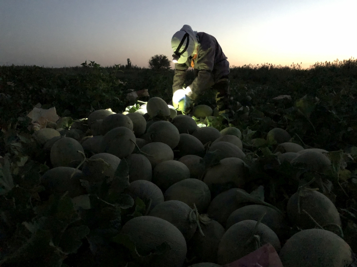 凌晨5点，在新疆生产建设兵团第六师一零五团，与阿地力江·阿卜杜力合作的合作社员已经开始了一天的工作，他们正在把哈密瓜从瓜藤上剪下来。周杭 摄