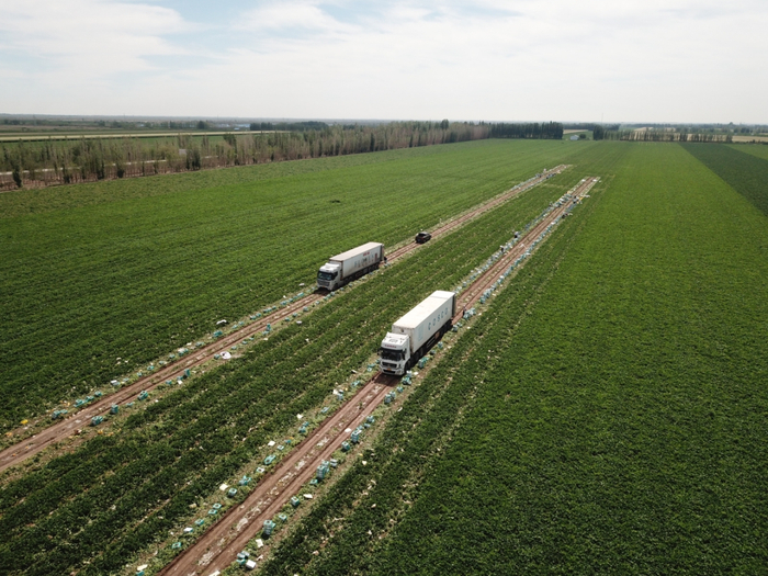 中午12点，阿地力江·阿卜杜力的冷藏车就已经开到位于105团的哈密瓜地里，等待采摘的哈密瓜装车。周杭 摄