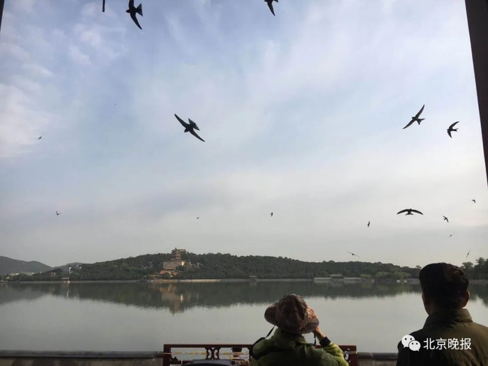 资料图 栖息在颐和园廓如亭景区的雨燕。吴镝 摄
