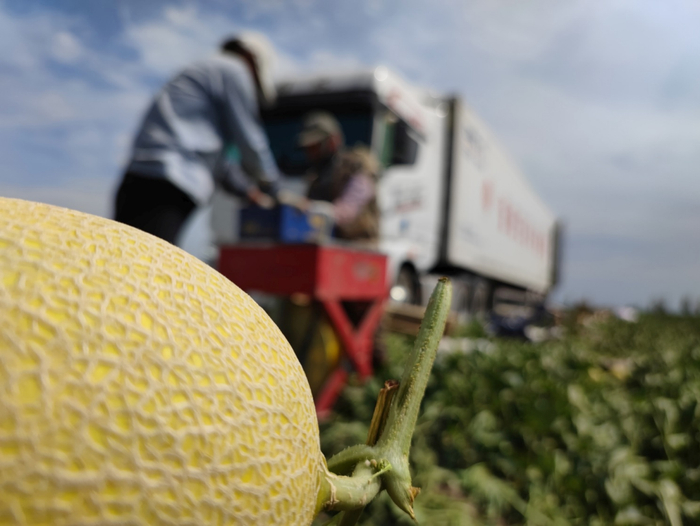 中午13点，为了保证哈密瓜在地头到中转仓的运输完整性，与阿地力江·阿卜杜力合作的合作社员们正在把哈密瓜装进中转箱，防止磕碰和暴晒。周杭 摄